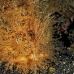 frogfish_hairy_kbrtk3_v_0150_sul1773.jpg